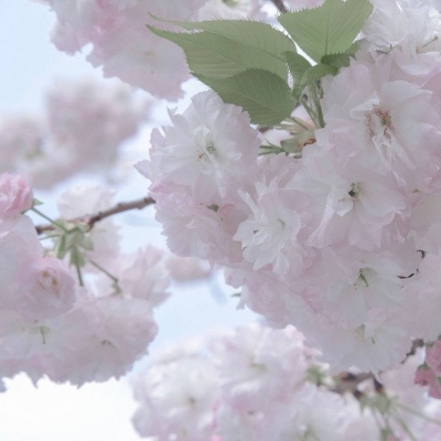 Furry插画元素搭配Furry群